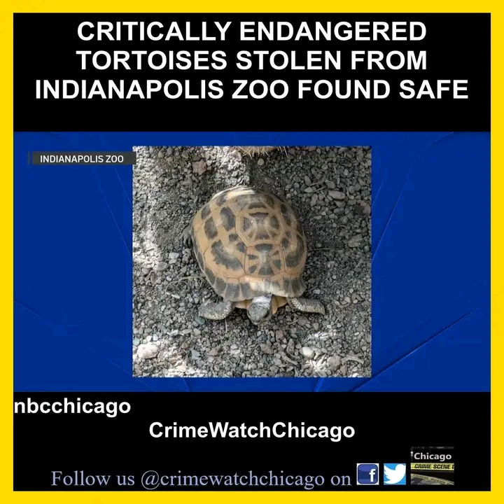 PENDLETON, Ind. — The Indianapolis community breathed a sigh of relief Tuesday after two critically endangered tortoises,